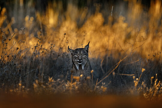 Iberian lynx, Lynx pardinus, wild cat endemic to Iberian Peninsula in southwestern Spain in Europe. Rare cat walk in the nature habitat. Canine feline with spot fur coat, sunset light. Spain wildlife.