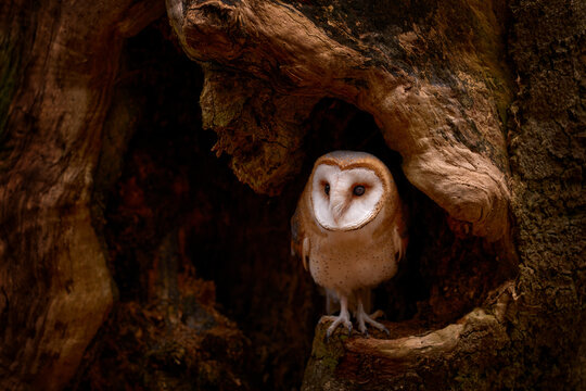 Barn owl, Tyto alba sitting on tree trunk at the evening with nice light near the nesting hole. Wildlife scene from nature. Owl in the dark forest, Czech Republic, Europe. Autumn wildlife.
