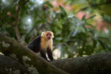 Naklejka premium White-headed Capuchin, black monkey sitting on tree branch in the dark tropical forest. Wildlife of Costa Rica. Travel holiday in Central America. Costa Rica wild monkey.