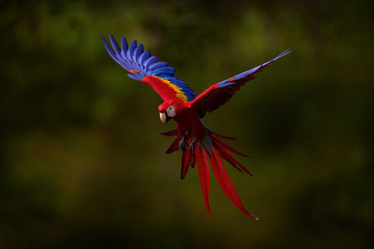 Scarlet Macaw, Ara macao, in tropical forest,  Ecuador. Wildlife scene from tropical nature. Red in forest. Red blue macaw parrot flying in dark green vegetation with beautiful back light and rain.