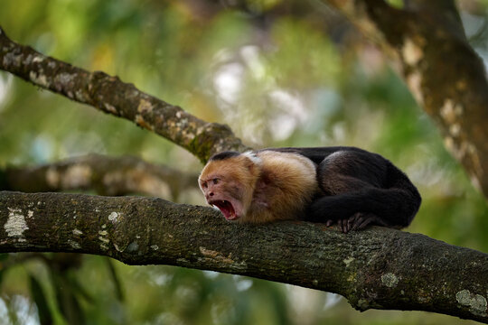 White-headed Capuchin, black monkey sitting on tree branch in the dark tropical forest. Wildlife of Costa Rica. Travel holiday in Central America. Costa Rica wild monkey.
