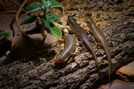 Two-coloured skink, Trachylepis dichroma, lizardfound in Kenya and Tanzania. Lizards on the tree trunk in the nature, wildlife. Forest animals in the habitat, wildlife.