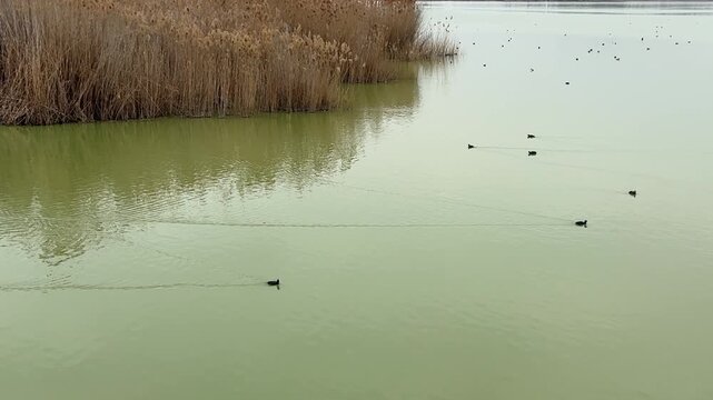 Cormorants swimming in the lake. Mogan Lake, Ankara. 4k video