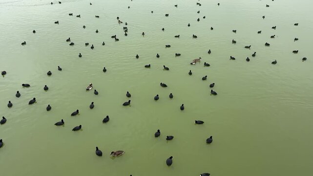 Cormorants swimming in the lake. Mogan Lake, Ankara. 4k video
