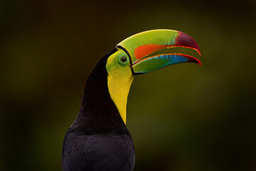 Obraz premium Tropic wildlife. Detail portrait of toucan. Beautiful bird with big beak. Keel-billed Toucan, Ramphastos sulfuratus,sitting on the branch in tropical rain with green jungle in background, Costa Rica.