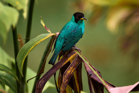 Tanager from tropical forest. Wildlife scene, bird love in habitat. Costa Rica wildlife.  Green Honeycreeper, Chlorophanes spiza, exotic tropical malachite green and blue bird from Costa Rica.