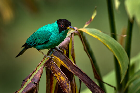 Tanager from tropical forest. Wildlife scene, bird love in habitat. Costa Rica wildlife.  Green Honeycreeper, Chlorophanes spiza, exotic tropical malachite green and blue bird from Costa Rica.