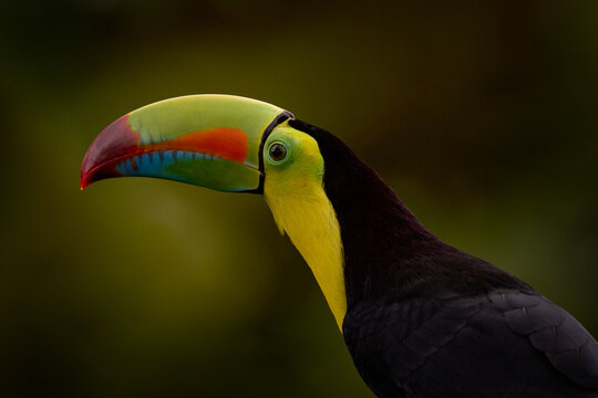 Tropic wildlife. Keel-billed Toucan, Ramphastos sulfuratus,sitting on the branch in tropical rain with green jungle in background, Costa Rica