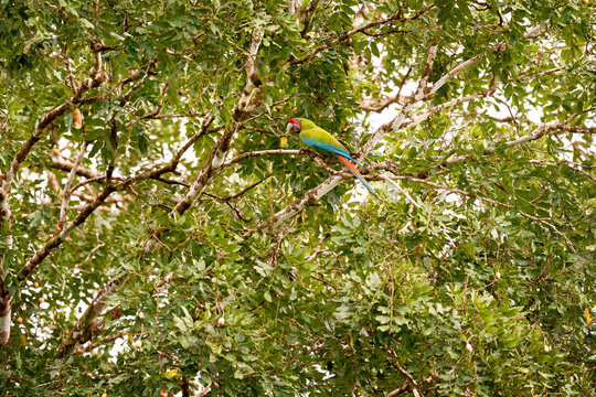 Keel-billed Toucan, Ramphastos sulfuratus, bird with big bill flying above the forest. Beautiful wildlife scene. Animal in nature forest habitat, Costa Rica. Flying tropical bird during strong rain.