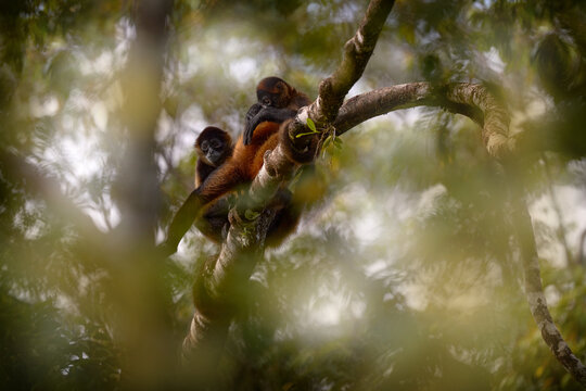 Spider monkey familiy on palm tree. Green wildlife of Costa Rica. Black-handed Spider Monkey, mother and young in tropical forest. Animal in the nature habitat, on the tree.
