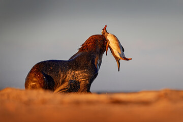 Sea lion catch the penguin bird. Sea lion, Otaria flavescens, on the beach with kill food. Beautiful animal by the ocean beach. Sea lion from the nature habitat, Bleaker Island, Falklands. © ondrejprosicky
