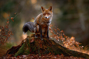 Fototapeta premium Autumn nature. Cute Red Fox, Vulpes vulpes in fall forest. Beautiful animal in habitat. Wildlife scene from the wild nature, Germany, Europe. Cute animal in habitat. Orange autumn leaves.