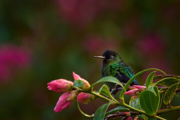 Fototapeta premium Wildlife sucking action scene from tropical forest. Fiery-throated Hummingbird, Panterpe insignis, flying next to beautiful pink flower, Savegre, Costa Rica. Bird with bloom, sucking nectar.