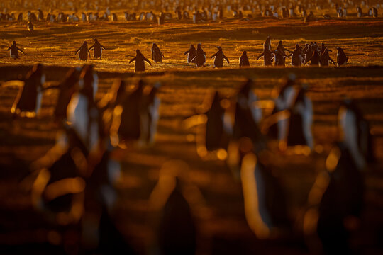 Orange sunset, penguins running to the colony. Beautiful gentoo penguin with evening light. Wildlife from, Bleaker Island, Falkland Islands, water bird with orange sky in background, Antarctica.