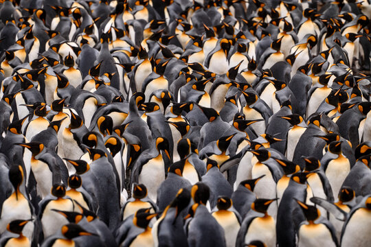 Group of king penguins coming back from sea to beach with wave and blue sky in background, South Georgia, Antarctica. Penguin colony, Antarctica wildlife. Blue sky and water bird in Atlantic Ocean.