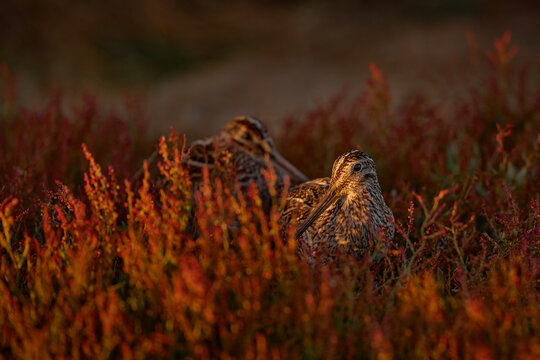 Pair og bird with long tail hiden in red evening grass. Magellanic Snipe, Gallinago paraguaiae magellanica, portrait in the red flowers, Carcass Island, Falklands Islands.