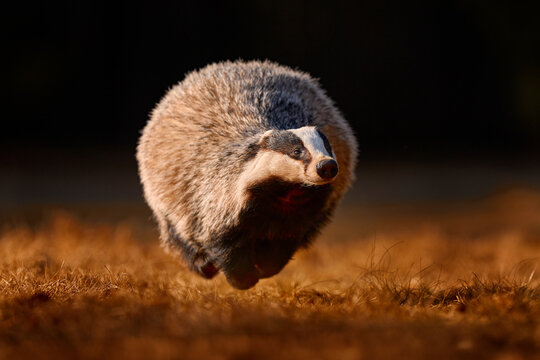 Autumn wildlife, budger run. Autumn wildlife.  Forest nature. Badger running behind of tree in the wild nature. Orange fall leaves. Nice wood in background, Czech, Europe. Wildlife.