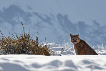 Naklejka premium Mountain Lion. Wildlife scene from nature. Puma, nature winter habitat with snow, Argentina. Wild big cat Cougar, Puma concolor, hidden portrait of dangerous animal with stone.