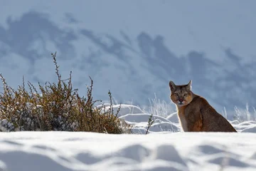 Mountain Lion. Wildlife scene from nature. Puma, nature winter habitat with snow, Argentina. Wild big cat Cougar, Puma concolor, hidden portrait of dangerous animal with stone. © ondrejprosicky