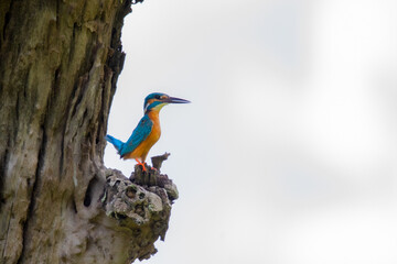 Fototapeta premium Colorful Kingfisher Perched on Tree Branch | Vibrant Bird in Natural Habitat