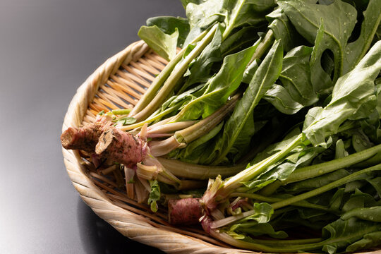 （山形県　天童市産）赤根ほうれん草（山形伝統野菜）