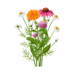 Obraz premium Wildflowers bouquet, floral and botanical decoration for home, simple present. Vector realistic blooming plants with branches and leaves. Gerbera and chamomiles, red clover and gerbera