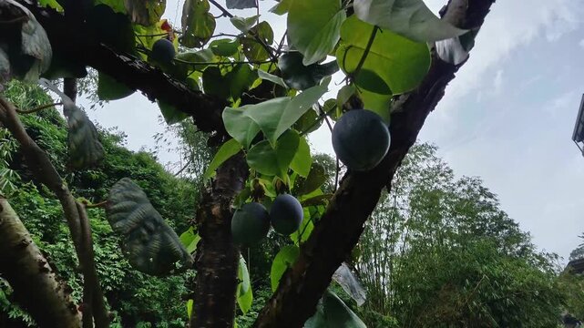 Close-up view of ripe dark purple figs hanging from a tree branch amidst lush green forest foliage, showcasing natural fruit and vibrant greenery.