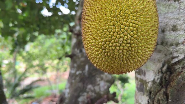 Single immature jackfruit hangs from a branch near the trunk with green vegetation and orchard soil visible across the plantation. Farm growing.