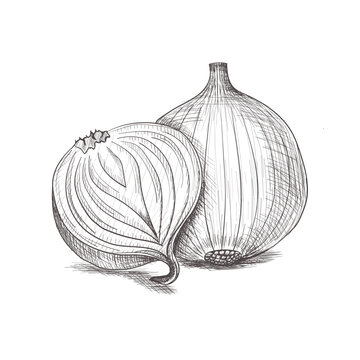 Hand-drawn onion sketch. Vector illustration of a whole bulb and a half onion, symbol of organic vegetables, cooking and healthy food.