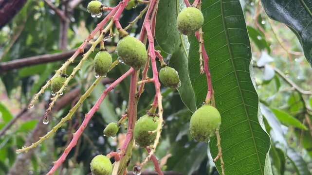Small green mango fruits hang from a tree branch after rainfall with water drops on their surface while leaves surround the cluster on the tropical plant. Fruit growing.