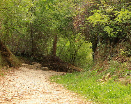  Una strada deserta nella foresta che conduce all'ignoto