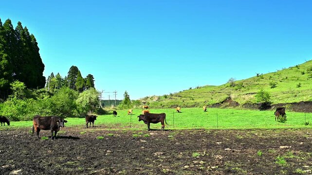 阿蘇の波野高原で見られる開放的な放牧シーン。
「日本の原風景。阿蘇の雄大な放牧風景。」
阿蘇市波野村(スズラン自生地周辺)
A scene of free-range grazing on the Namino Plateau in Aso.