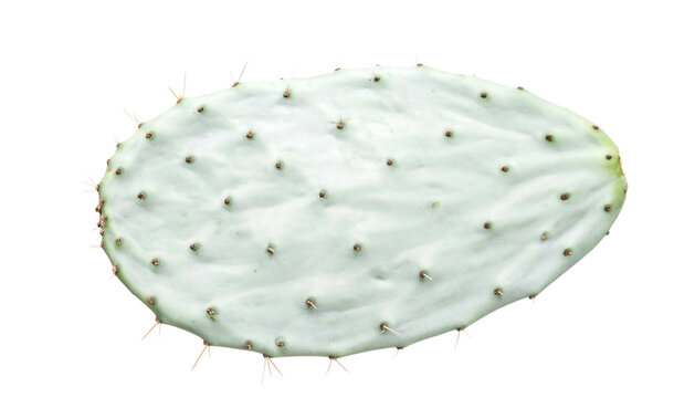 Isolated pale-green cactus pad, oval-shaped, with tiny spines and glochids