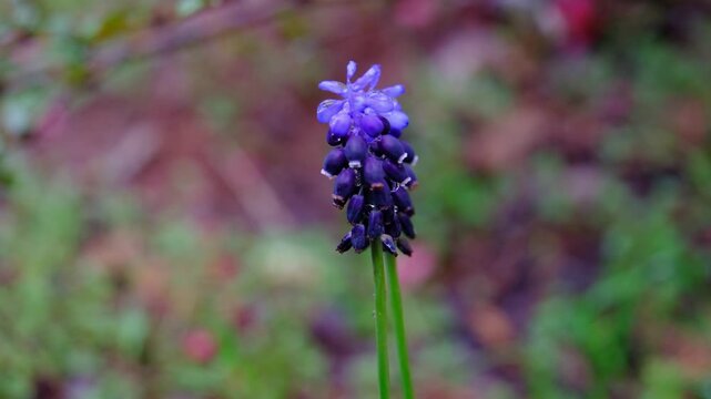 Muscari armeniacum (Dağ s&uuml;mb&uuml;l&uuml;)
