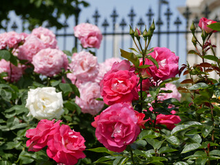 Fototapeta premium Varietal elite roses blooming. Rosengarten Volksgarten in Vienna. Pink and white Floribunda English Tea rose flowers