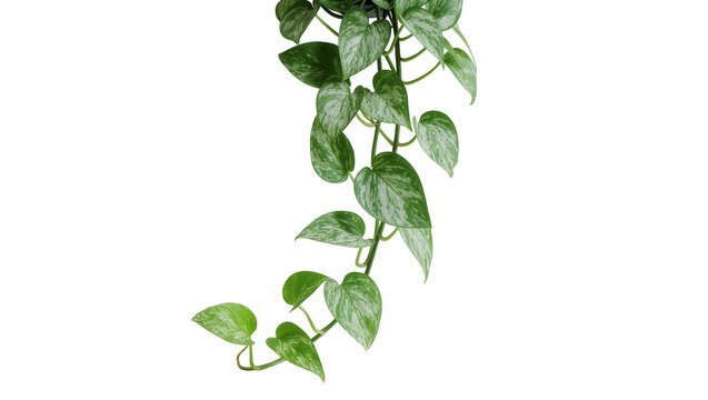 Isolated tropical silver pothos houseplant trailing vine with variegated green and grey leaves.
