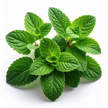  Mentha spicata (spearmint plant), fresh. isolated