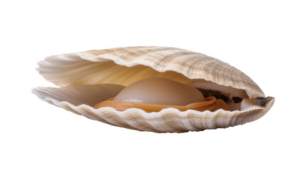 Isolated open scallop shell showing the fresh delicious raw bivalve mollusk seafood © Iura