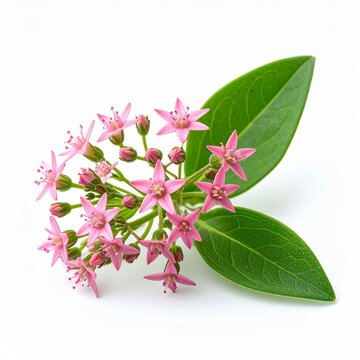 Centaury (Centaurium erythraea), isolated., medicinal 