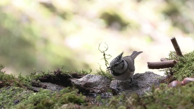 Cincia dal ciuffo  Lophophanes cristatus