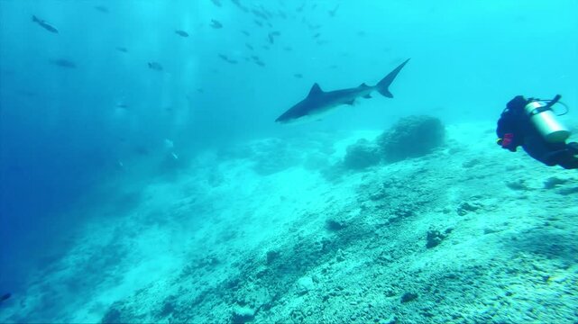 Underwater Footage of  Shark Swimming with Colorful Fish in Turquoise Blue Water Tropical Marine Life