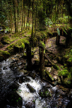 Mossy trees on the way to Montezuma Falls
