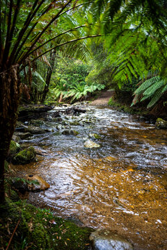 River surrounded by ferns in Tasmania