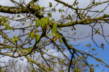 Fototapeta premium Fresh shoot emergence of horse chestnut tree in early spring