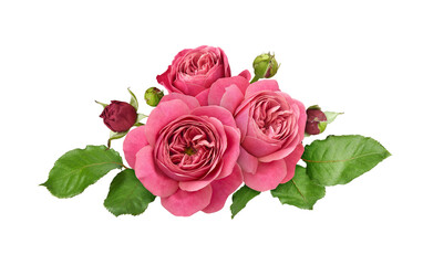 Fototapeta premium Beautiful pink rose flowers and green leaves in a floral arrangement isolated on white or transparent background