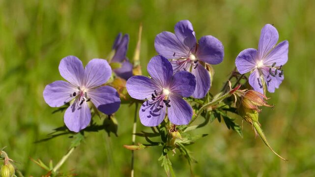 Beautiful violet-blue flowers of wild geranium close-up in the light of the bright sun.