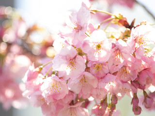 Fototapeta premium 春の桜