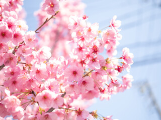 Fototapeta premium 春の桜