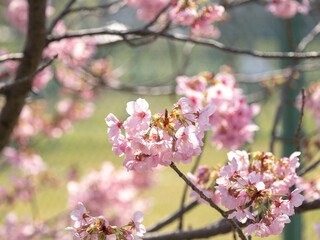 Fototapeta premium 春の桜