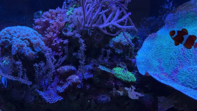 Vibrant tropical coral reef ecosystem with exotic marine fish. Close-up of blue tang and clownfish swimming among colorful anemones and live corals in a clean saltwater aquarium.